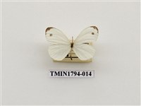 藏品(婆羅洲昆蟲)的圖片